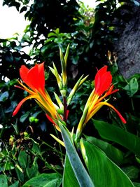 Close-up of day lily blooming outdoors