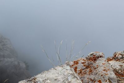 Close-up of rock on land against sky