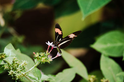 Close-up of butterfly pollinating on flower