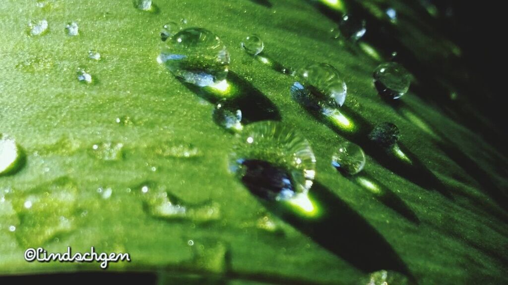 water, green color, drop, wet, leaf, close-up, high angle view, grass, nature, selective focus, day, rain, outdoors, growth, no people, plant, focus on foreground, freshness, green, beauty in nature