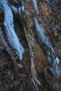 Close-up of tree trunk