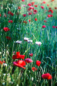 Close-up of red poppy flowers in field