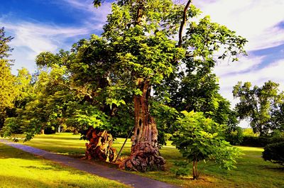 Trees on landscape