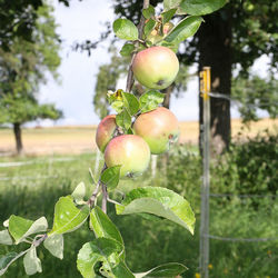 Close-up of fruits growing on tree