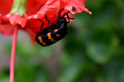 Close-up of butterfly pollinating on flower
