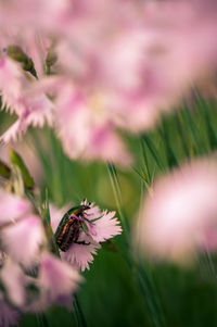 Close-up of insect on pink flower