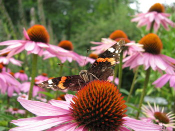 Close-up of butterfly pollinating on pink flower