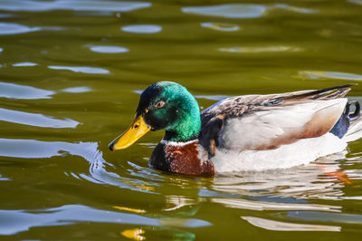 Duck swimming in lake