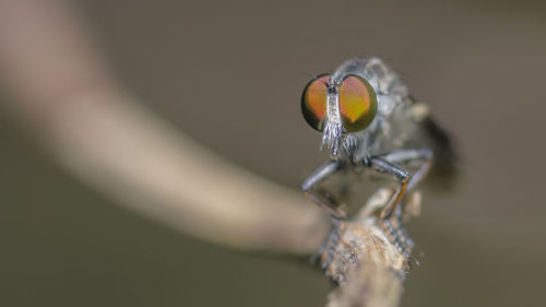 Close-up of insect