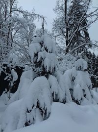 Snow covered trees against sky