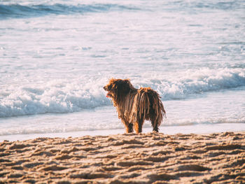 Dog watching the sea