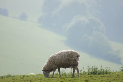 Sheep in a field