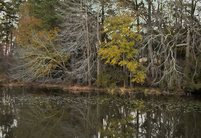 Trees by lake in forest