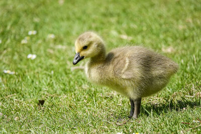 Bird in a field