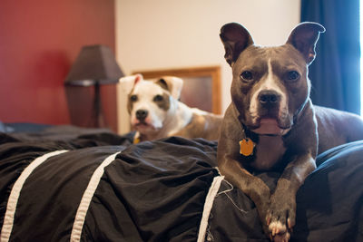 Close-up of dogs on bed