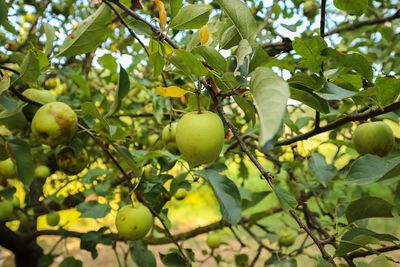 Close-up of fruits hanging on tree