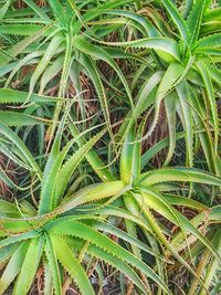 Full frame shot of plants