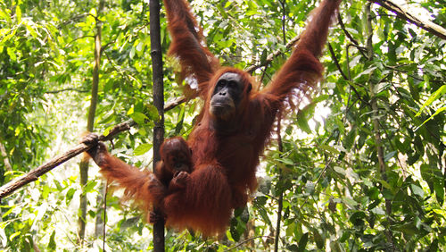 Close-up of monkey hanging on tree in forest