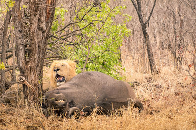 Lion by dead buffalo by in forest