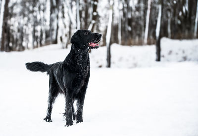 Black dog on snow covered land