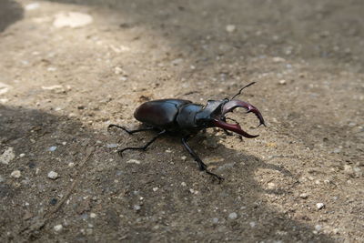 High angle view of insect on land