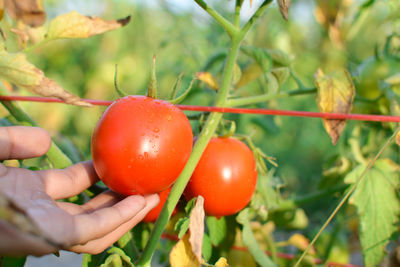 Cropped hand of woman touching wet red tomatoes growing at farm