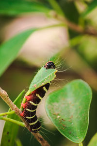 Close-up of insect on leaf