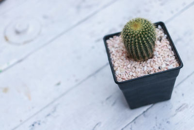 High angle view of succulent plant on table