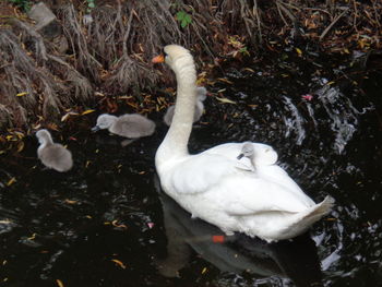 High angle view of swan swimming on lake