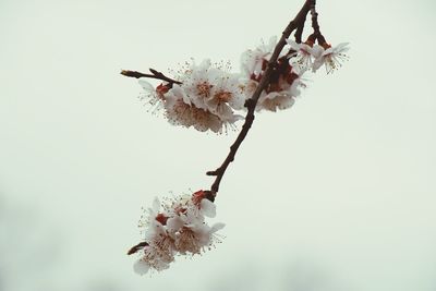 Close-up of white cherry blossoms blooming on twig against clear sky
