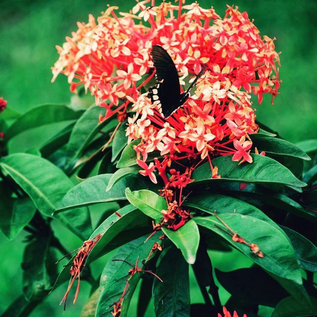 flower, freshness, growth, petal, red, fragility, beauty in nature, leaf, plant, flower head, nature, blooming, close-up, focus on foreground, green color, bud, in bloom, day, outdoors, no people