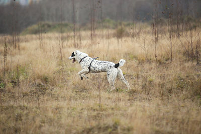 Side view of a dog running on field