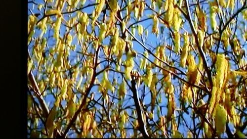 Low angle view of leaves against clear sky