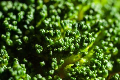 Full frame shot of green plants