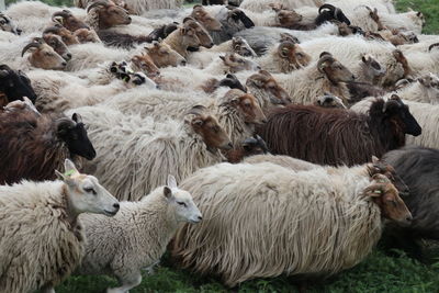 Herd of sheep on field