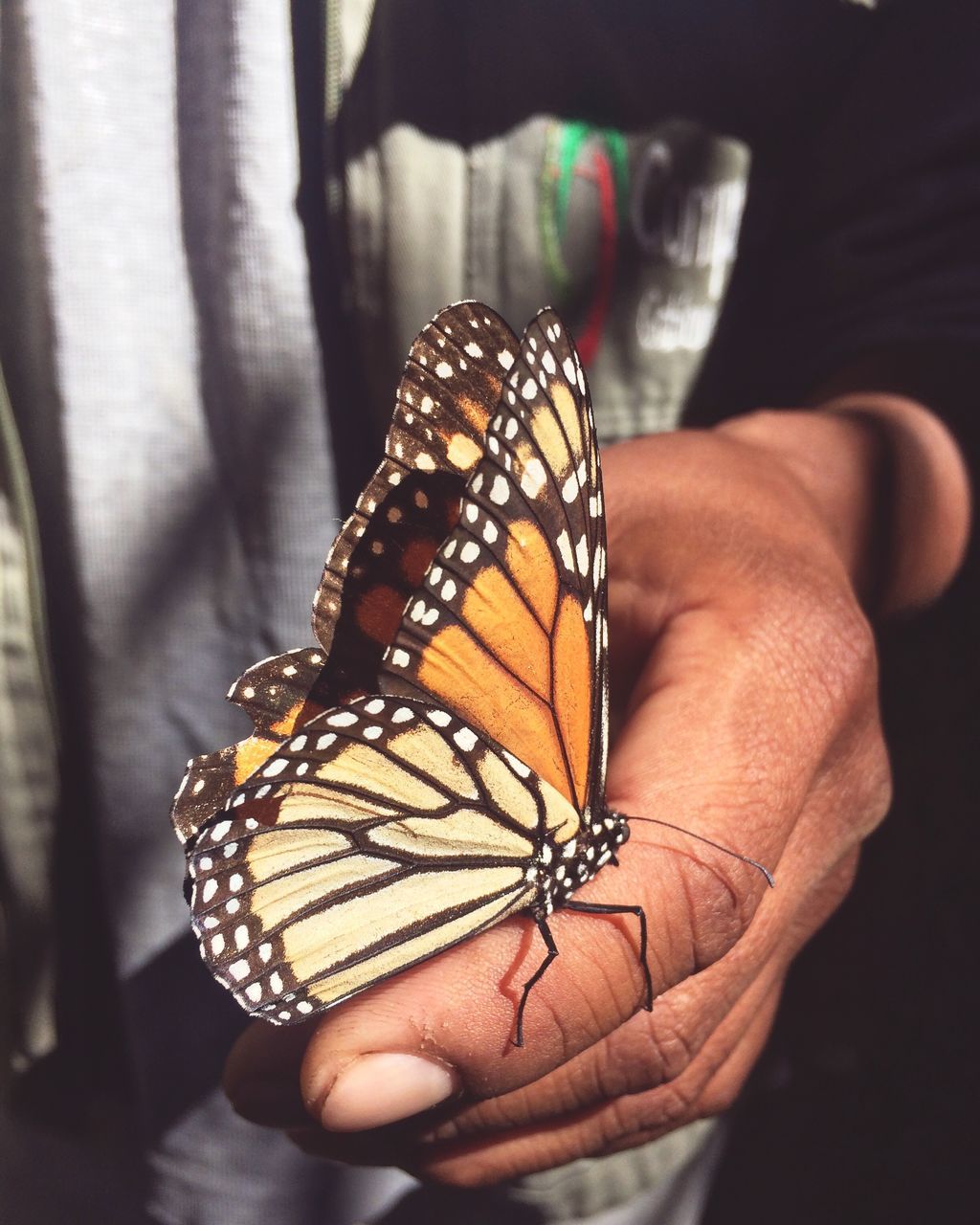 real people, human hand, focus on foreground, human body part, one person, butterfly - insect, animal themes, pattern, one animal, holding, personal perspective, lifestyles, animals in the wild, day, close-up, leisure activity, insect, indoors, people