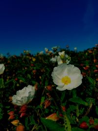 Close-up of white flowers blooming in field