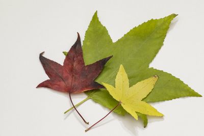 Close-up of maple leaf on white background