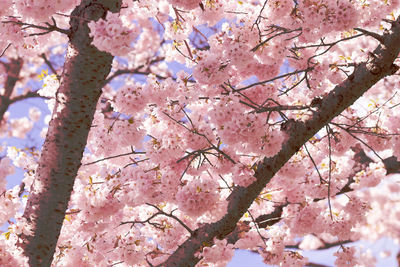 Low angle view of cherry blossom