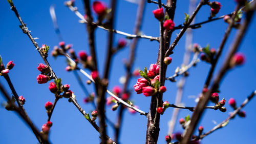 Spring wakes up in siberia, sakura