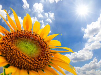 Low angle view of sunflower blooming against sky