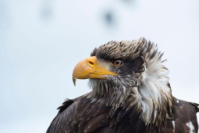 Close-up of eagle looking away