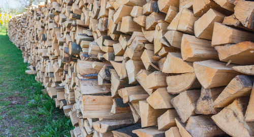 Stack of logs in forest