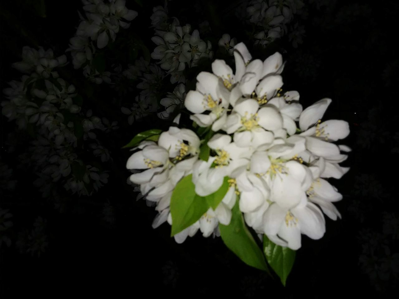 CLOSE-UP OF WHITE FLOWERING PLANTS