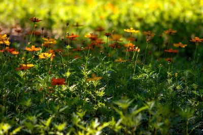 Flowering plants on field