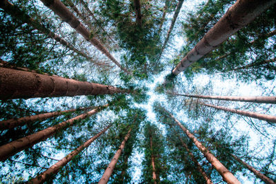 Low angle view of trees in forest