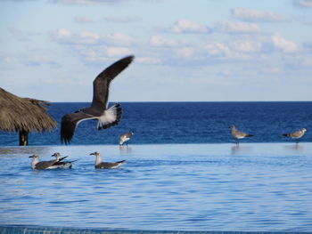 Seagull flying over sea