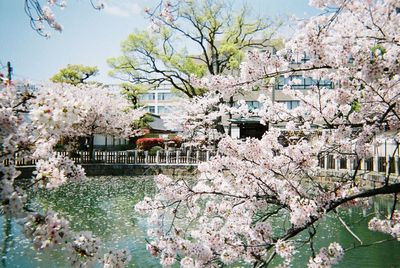 Cherry blossom tree by building