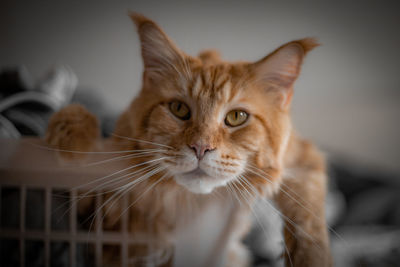 Close-up portrait of a cat