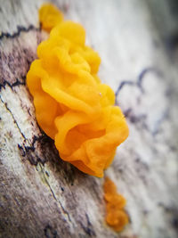 Close-up of yellow flower on tree trunk